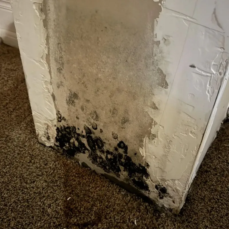 Professional Mold Removal in New London, IA